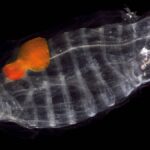 Salpas fertilizam o Oceano Antártico de maneira mais eficaz do que o krill