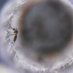 Crise climática pode colocar 8 bilhões em risco de malária e dengue