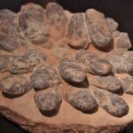 Explorando as moléculas de cascas de ovos de dinossauros fossilizados
