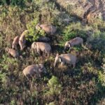 Marcha dos elefantes: Rebanho travesso da China mostra perda de habitat