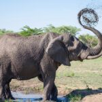Como a tromba de um elefante manipula o ar para comer e beber