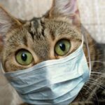 Gatos são mais propensos a pegar COVID-19 do que cães, mas os donos de gatos não devem entrar em pân...