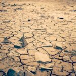 Seca obriga agricultores norte-americanos a transformar safras de alimentos em feno