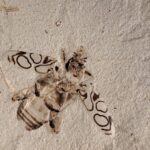 Cientistas nomeiam um novo fóssil de besouro com patas de sapo em homenagem a Sir David Attenborough