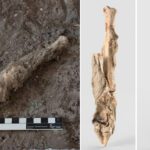 DNA de ovelha iraniana mumificada com 1.600 anos dá vida à história