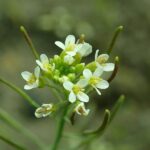 Como a mesma espécie de planta pode se programar para florescer em épocas diferentes em climas difer...