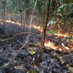 Epicentro das principais secas e incêndios na Amazônia causou 2,5 bilhões de Árvores e plantas morta...