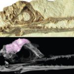 Cérebros de pássaros deixaram outros dinossauros para trás