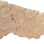 Pintura rupestre bem preservada de coleta de mel encontrada na Espanha