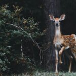 Cientistas alertam que natureza fragmentada significa que vida selvagem não sobreviverá a longo praz...