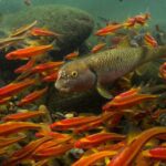 Mineração em montanha causa perda de 40% da biodiversidade aquática