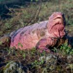 Especialistas estimam população de iguana-rosa de Galápagos ameaçada de extinção em 211