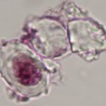 Remanescentes de moléculas orgânicas encontradas Em núcleos de células de dinossauros