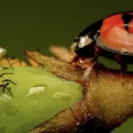 Poderosos 'pesticidas' inspirados na natureza sem veneno