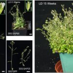 A molécula microbiana que transforma as plantas em zumbis