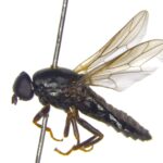 Nova espécie de mosca descoberta na Finlândia