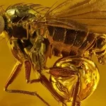 Fotos incríveis dão uma visão deslumbrante do mundo oculto das coisas minúsculas
