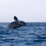 Aquecimento do Atlântico está levando as baleias francas à extinção