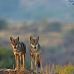 Lobo indiano está entre os mais ameaçados e distintos do mundo