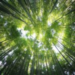 Comunidades locais e indígenas são essenciais para o sucesso da conservação da natureza