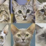 Sete traços de personalidade e comportamento identificados em gatos