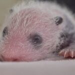 Pequenos, rosas e idênticos: gêmeos pandas gigantes nascem no zoológico de Madri