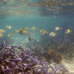 Recifes de coral são 50% menos capazes de fornecer alimentos, ocupação e proteção climática do que n...