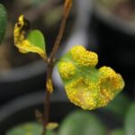 Transplantes de fungos entre plantas ameaçadas de extinção para combater doenças