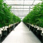 Exportadora colombiana de cannabis investe 25 milhões de euros em Portugal