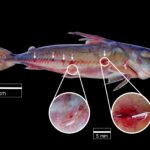Peixes vampiros podem estar pegando carona em hospedeiros maiores