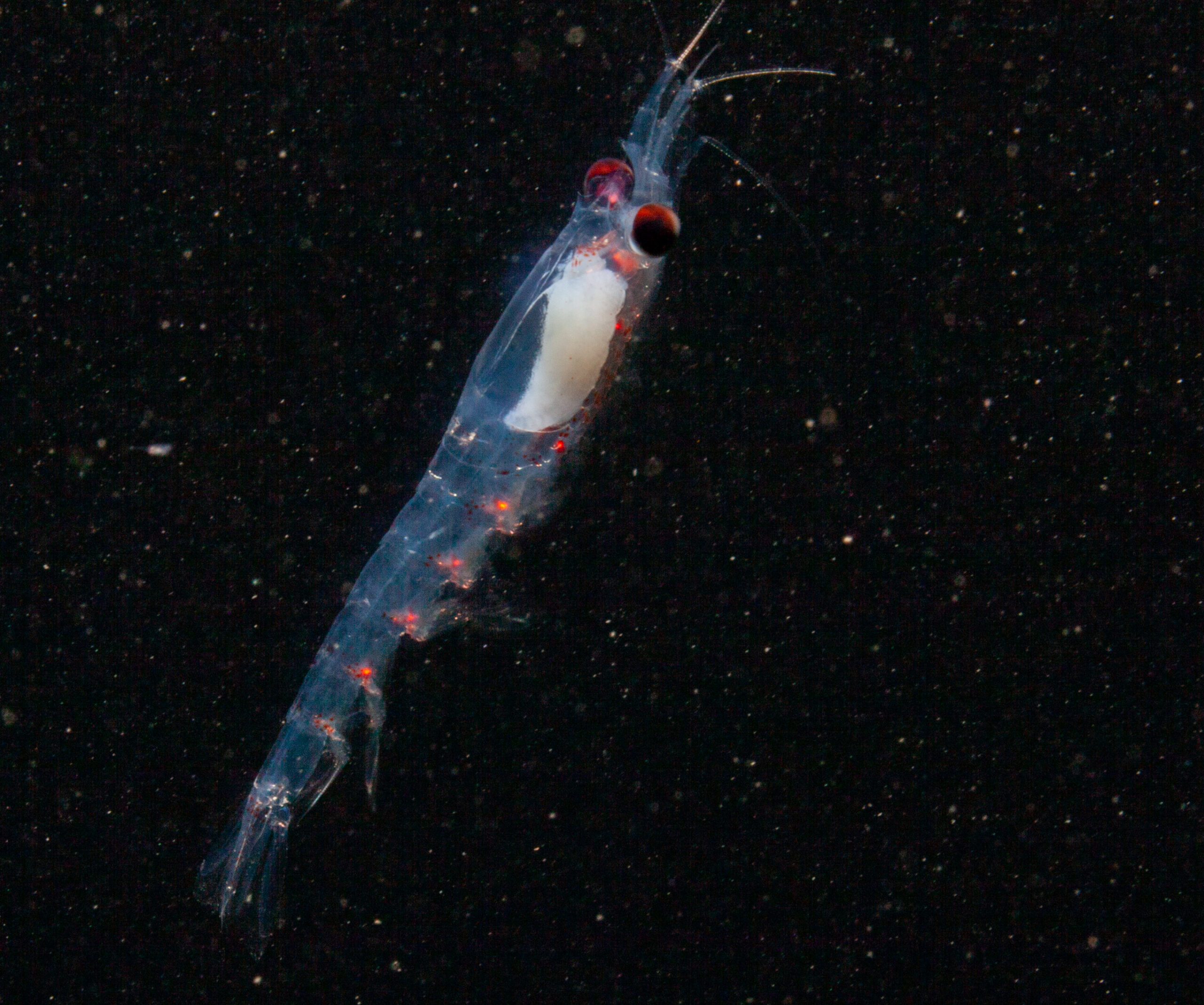 Krill ártico usa o crepúsculo para guiar seus ritmos diários durante o inverno polar
