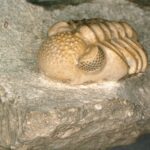 'Hiper-Olho' Primordial Descoberto