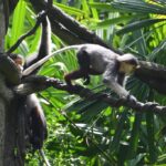Cinco macacos criticamente ameaçados de extinção mortos a tiros no Vietnã