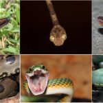 Mamíferos no Menu: Diversidade alimentar de cobras explodiu após extinção em massa há 66 milhões de ...