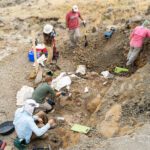 Pesquisadores descobrem quatro dinossauros em Montana