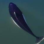 Surto de fungos em mamíferos marinhos começou em terra