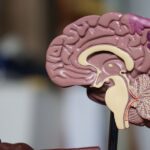 Técnica poderosa detalha a resiliência formidável dos tumores cerebrais