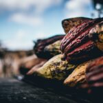 Compreender a agricultura do cacau é a chave para acabar com a escravidão infantil na África Ocident...