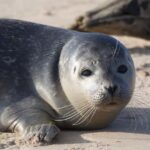3 focas e uma raposa morrem de gripe aviária em surto raro em centro de vida selvagem