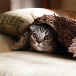 Animais podem sentir quando um terremoto está prestes a acontecer?