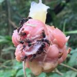 'Abelhas abutres' desenvolveram gosto por carne podre deixando cientistas perplexos