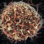 Vacina de Ebola vai ser testada em humanos
