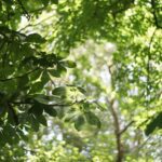 Uma nota de 150 anos de Darwin está mudando a forma como plantamos florestas