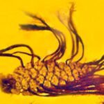 Descoberta única de fóssil: Sementes brotando de pinha no âmbar