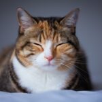 Gatos rastreiam os movimentos dos donos, mesmo quando eles não podem vê-los