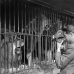 França proíbe animais selvagens em circos