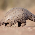 Tráfico de pangolins: comércio ilegal da Nigéria