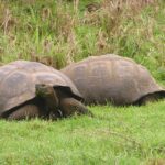Vida longa e próspera: estudo examina joias genéticas nos genomas de tartarugas gigantes de Galápago...