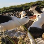 Mudança climática está causando o divórcio dos albatrozes monogâmicos