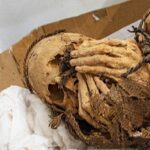 Múmia de 1.200 anos de um jovem amarrado com corda descoberta no Peru